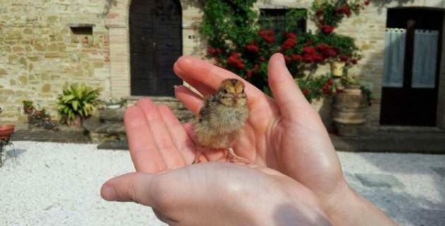Agriturismo Il Podere Hotel Petrignano Eksteriør billede